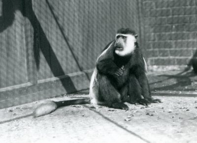A Kikuyu Black-and-white Colobus Monkey sitting in its enclosure at London Zoo in July 1925 by Frederick William Bond