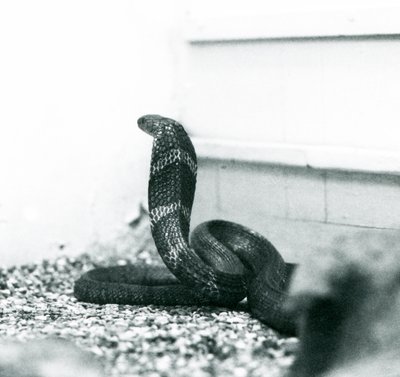A King Cobra Hamadryad at London Zoo, October 1925 by Frederick William Bond