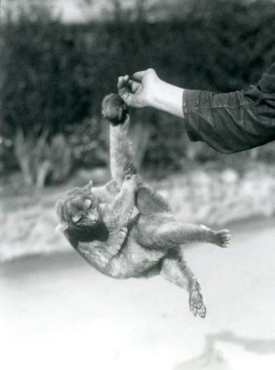 Kinkajou at London Zoo, September 1925 by Frederick William Bond