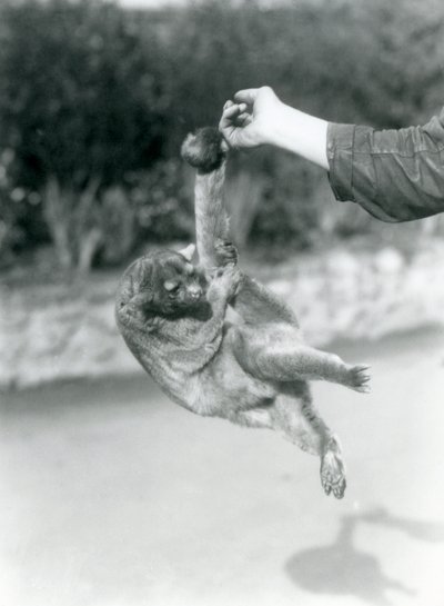 Kinkajou at London Zoo, September 1925 by Frederick William Bond