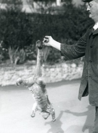 Kinkajou Suspended Upside Down, from a Keeper