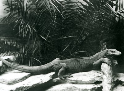 A Komodo Dragon resting its neck and forelegs up against a log at London Zoo in June 1927 by Frederick William Bond