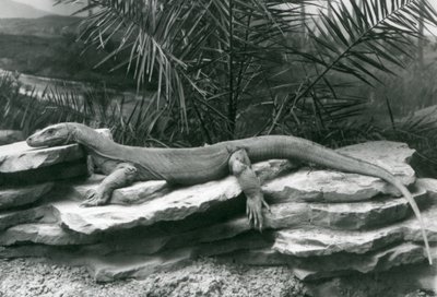 A Komodo Dragon resting on a rocky wall at London Zoo in 1927 by Frederick William Bond
