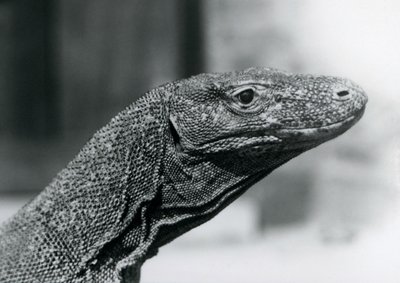 A Komodo Dragon at London Zoo in August 1928 by Frederick William Bond