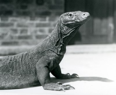 A Komodo Dragon at London Zoo in August 1928 by Frederick William Bond