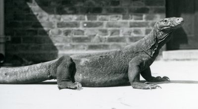 A Komodo Dragon at London Zoo in August 1928 by Frederick William Bond