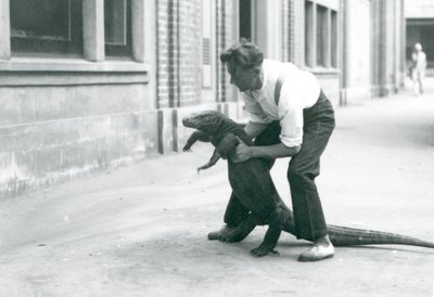 A Komodo Dragon being held up onto its back legs, by a keeper at London Zoo in August 1928 by Frederick William Bond