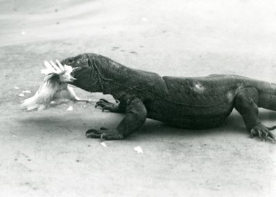 A Komodo Dragon Eating a Chicken, London Zoo by Frederick William Bond