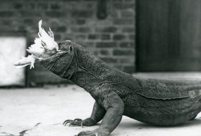 A Komodo Dragon eating a chicken at London Zoo August 1928 by Frederick William Bond
