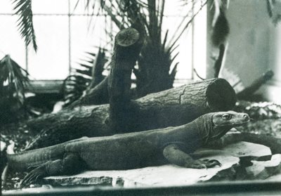 A Komodo Dragon in the Reptile House at London Zoo in August 1928 by Frederick William Bond