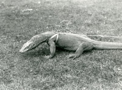 A Komodo Dragon out for a walk on a lawn, wearing a harness and leash by Frederick William Bond