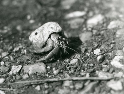 A Land Hermit Crab, London Zoo by Frederick William Bond