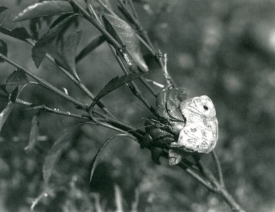A Land Hermit Crab climbing on a small branch, London Zoo by Frederick William Bond