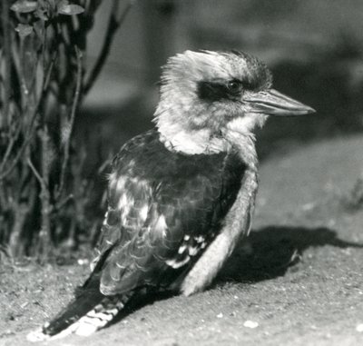 A Laughing Kookaburra at London Zoo in April 1925 by Frederick William Bond