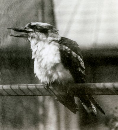 A Laughing Kookaburra at London Zoo in October 1924 by Frederick William Bond