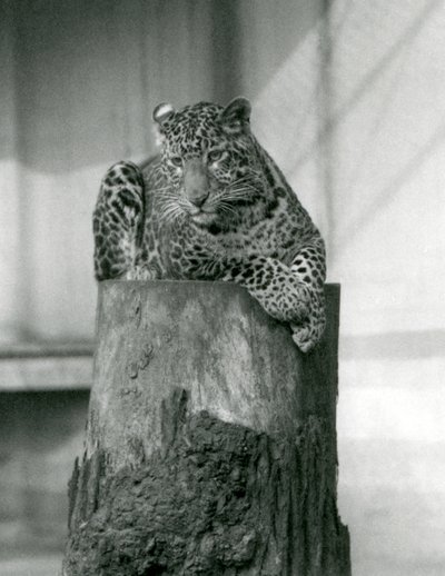 A Leopard lying on the top of a tree stump, London Zoo by Frederick William Bond