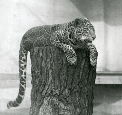 A Leopard Lying on the Top of a Tree Stump with Its Tail Dangling Down Behind, London Zoo by Frederick William Bond