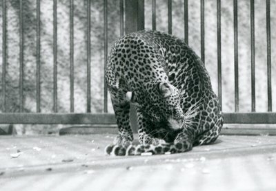 A Leopard sitting in its enclosure grooming its leg, London Zoo, 1927 by Frederick William Bond