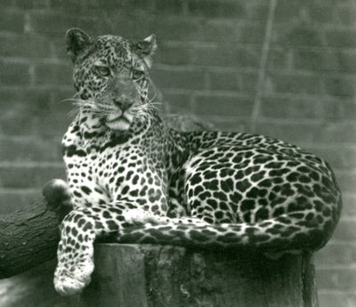 A Leopard sitting on a tree stump at London Zoo by Frederick William Bond