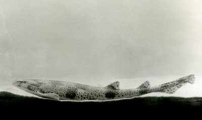 A Lesser-spotted Dogfish at London Zoo by Frederick William Bond