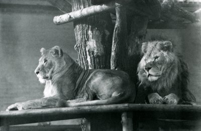 A Lion and Lioness Resting on a High Platform, in Their Enclosure, London Zoo in 1929 by Frederick William Bond