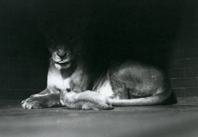 A Lion cub lying down with its mother in the shadow of the rear of their enclosure, London Zoo, October 1925 by Frederick William Bond
