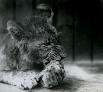 A Lion cub feeding at ZSL London Zoo in 1927 by Frederick William Bond
