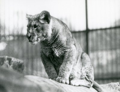 A Lion Cub, Born in the Menagerie in July 1923, London Zoo, July 1924 by Frederick William Bond