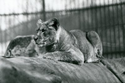A Lion Cub, Born in the Menagerie in July 1923, London Zoo, July 1924 by Frederick William Bond