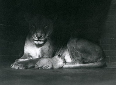 A Lioness and cub lying down in the shadow of the rear of their enclosure, London Zoo, October 1925 by Frederick William Bond