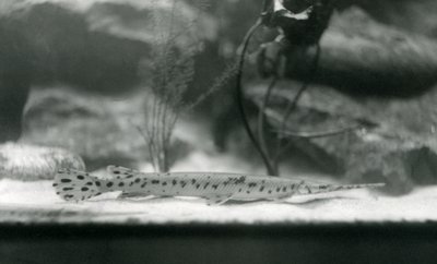 A Longnose gar, or Needlenose gar, London Zoo by Frederick William Bond