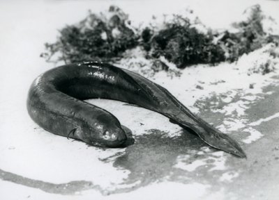 A Lungfish resting out of water at London Zoo in September 1928 by Frederick William Bond