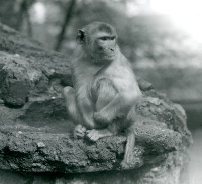 A Macaque sitting on a rock at London Zoo by Frederick William Bond