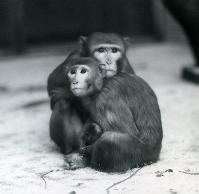 A Macaque with Her Baby Sitting Together on the Floor of Their Enclosure, London Zoo by Frederick William Bond