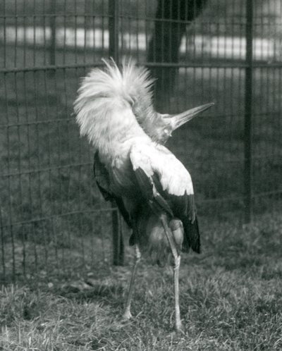A Maguari Stork Performing the Up-Down Display, London Zoo, July 1925 by Frederick William Bond