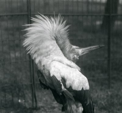A Maguari Stork Performing the Up-Down Display, London Zoo, July 1925 by Frederick William Bond