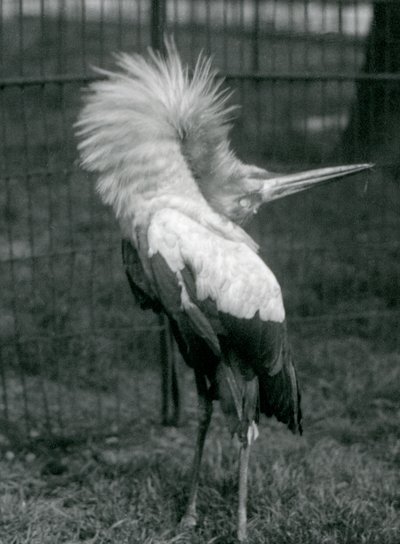 A Maguari Stork performing the up-down display, London Zoo, July 1925 by Frederick William Bond