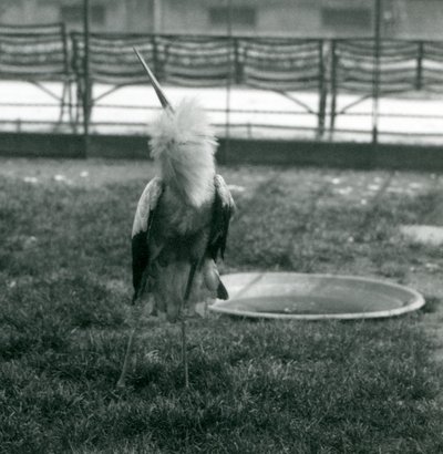 A Maguari Stork performing the up-down display, London Zoo, July 1925 by Frederick William Bond