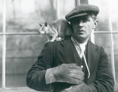 A Malagasy Giant Rat sits on the shoulder of its keeper, London Zoo by Frederick William Bond