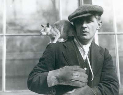 A Malagasy Giant Rat sits on the shoulder of its keeper, London Zoo, 1924 by Frederick William Bond