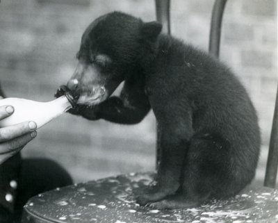 A Malay or Sun Bear cub sitting on a chair while being bottle fed by its keeper at London Zoo, 1920s by Frederick William Bond