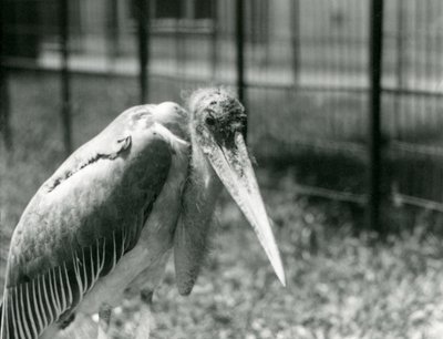 A Marabou Stork Standing in Its Enclosure at London Zoo in September 1928 by Frederick William Bond