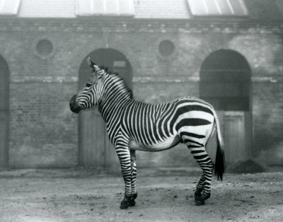A Mountain Zebra standing in its paddock, in front of the high doors of the Giraffe House at London Zoo in 1927 by Frederick William Bond
