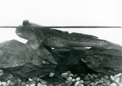 A Mudskipper, resting on submerged rocks, with its eyes above water, London Zoo by Frederick William Bond