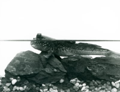 A Mudskipper, resting on submerged rocks, with its eyes above water, London Zoo by Frederick William Bond