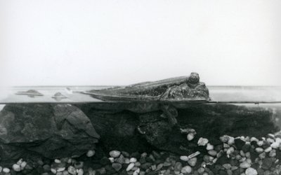 A Mudskipper, resting on submerged rocks, with the top half of its body above water, London Zoo by Frederick William Bond