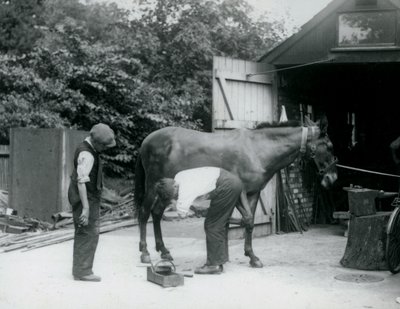 A Mule Being Shod at London Zoo in 1924 by Frederick William Bond