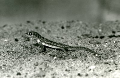 A Namib sand gecko/Web-footed gecko standing on sand, London Zoo by Frederick William Bond