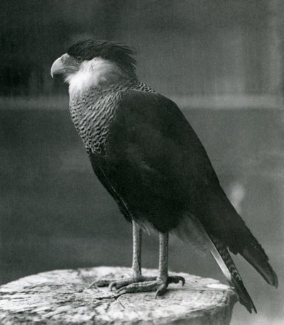 A Northern Crested Caracara at London Zoo, pre 1930 by Frederick William Bond