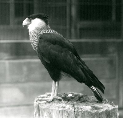 Northern Crested Caracara at London Zoo, September 1925 by Frederick William Bond